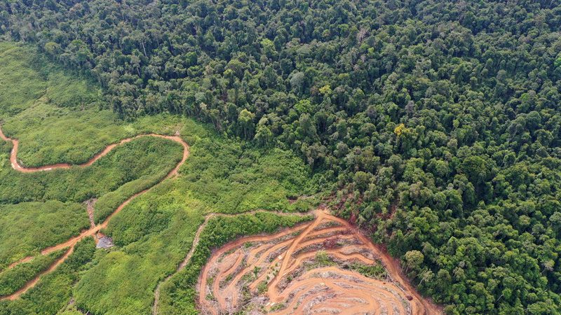 Déforestation Bassn du Congo